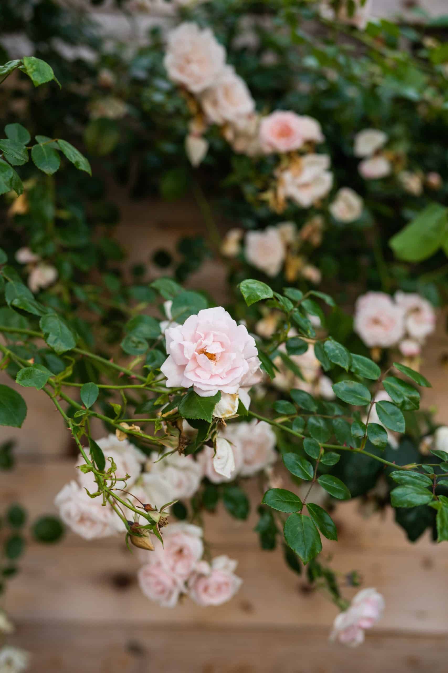 Close up of light pink climbing roses in new yard.