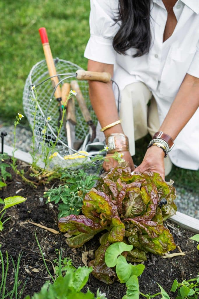 Edith harvesting lettuce from her raised beds.