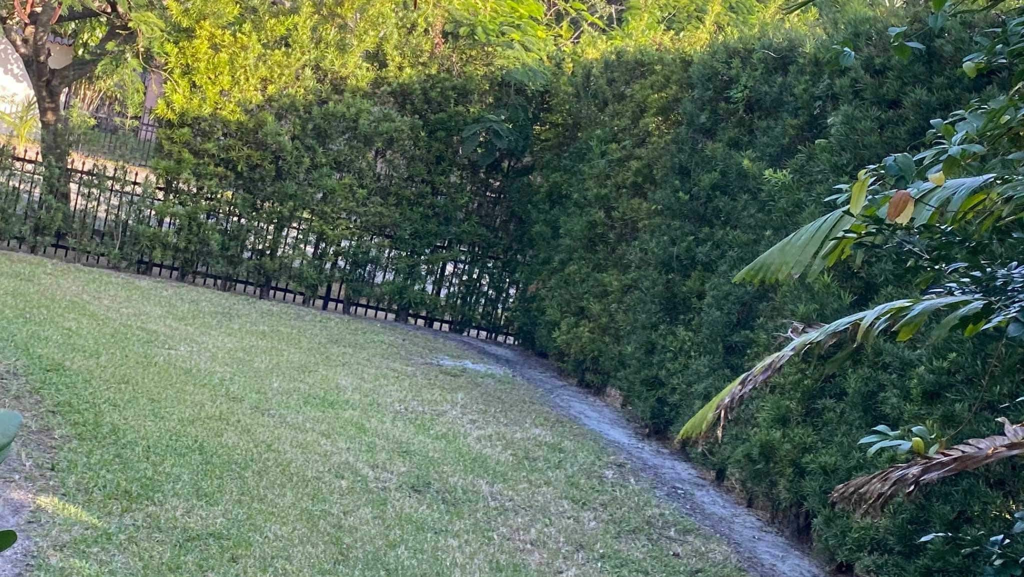 Before photo of corner of yard with struggling grass and privacy trees