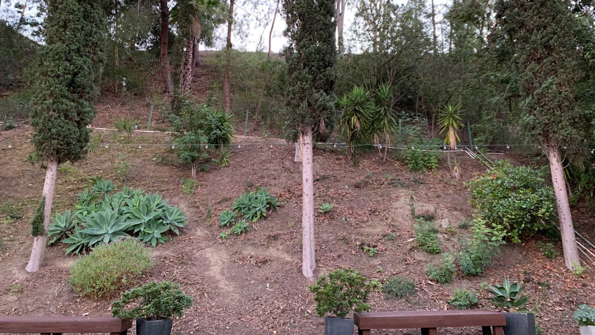 Patchy plantings on mostly-bare slope in before photo of yard