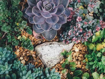 close up of drought tolerant succulent plants planted in gravel