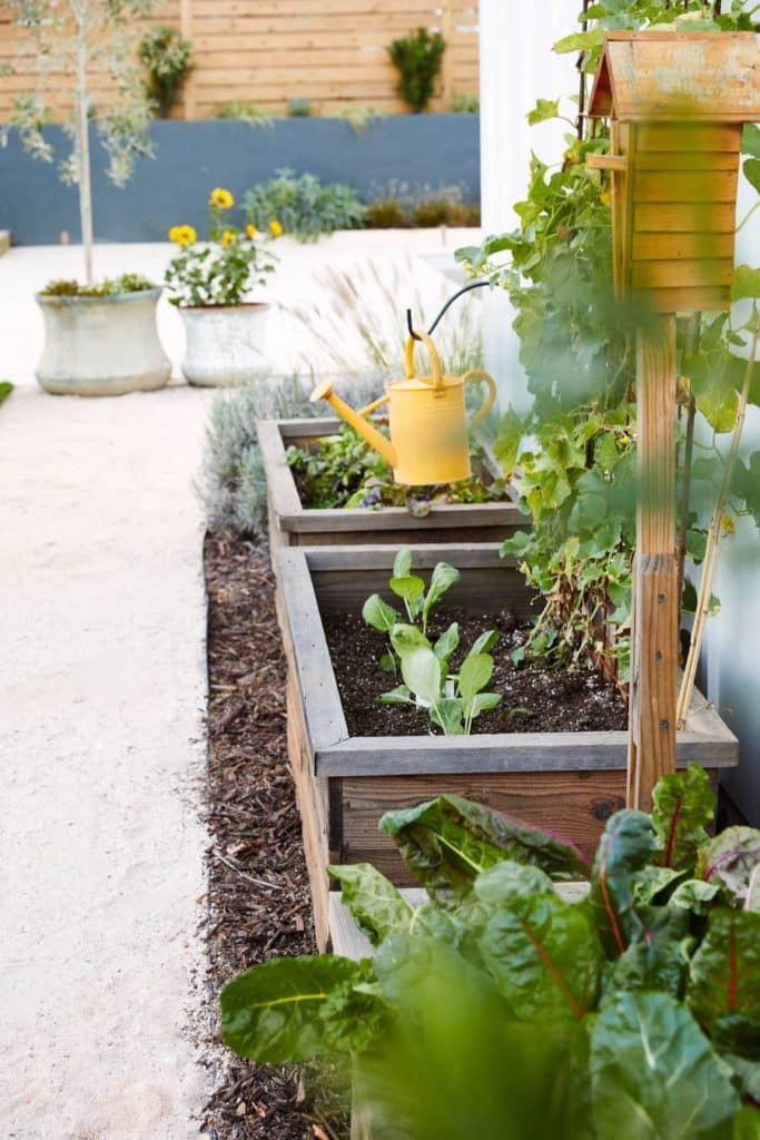 Raised garden beds featuring an array of vegetables. 