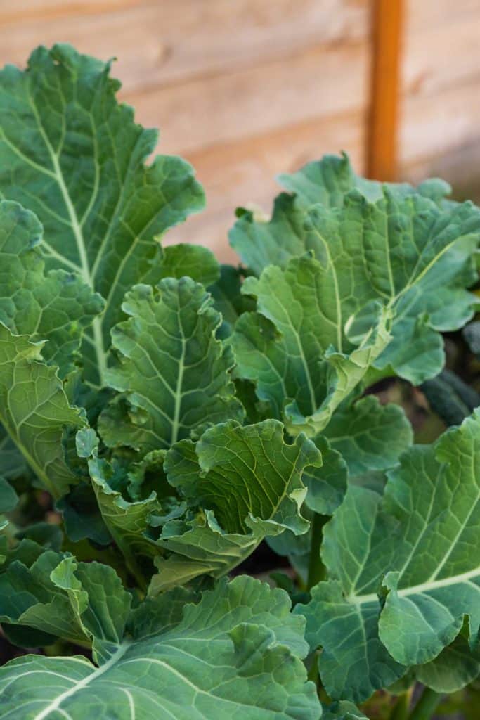 Close up of leafy green vegetable growing in new raised bed.